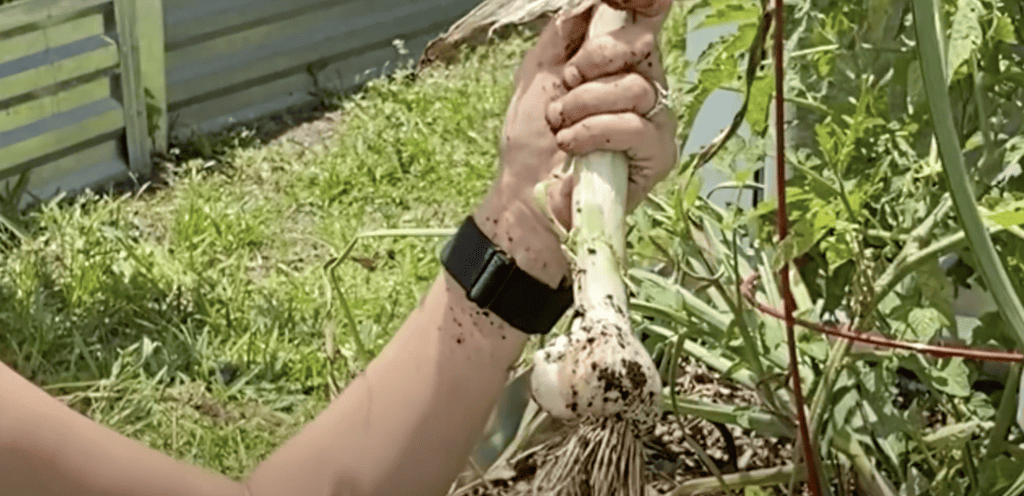 Garlic bulb harvest